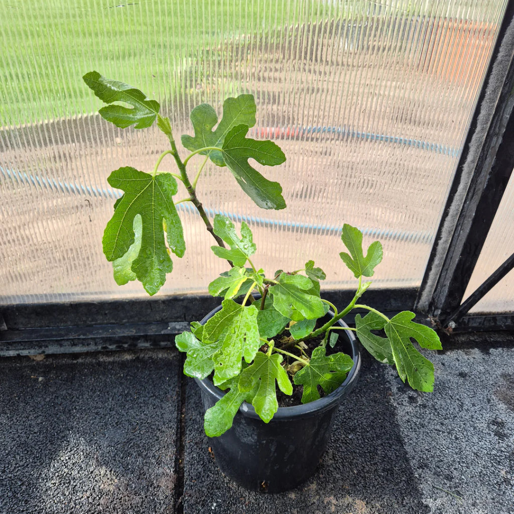 Ficus carica – Jonge Vijgenboom