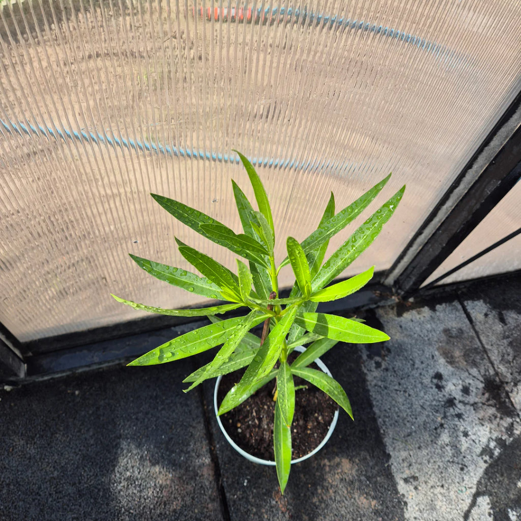 Nerium oleander – Roze Oleander