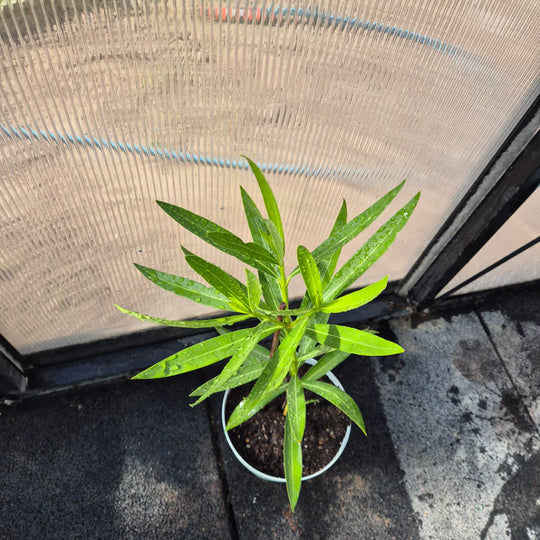 Nerium oleander – Roze Oleander