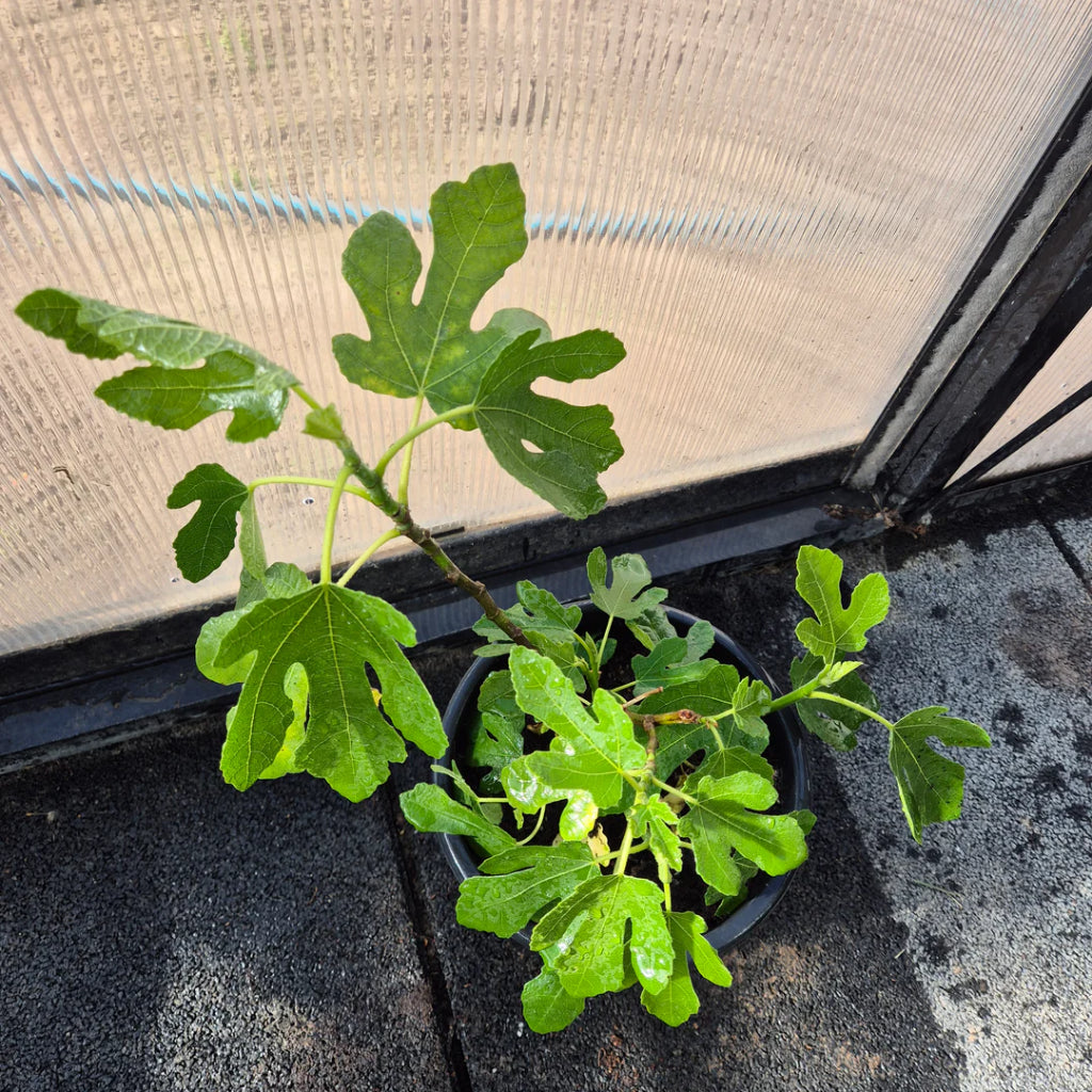 Ficus carica – Jonge Vijgenboom