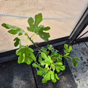Ficus carica – Junger Feigenbaum
