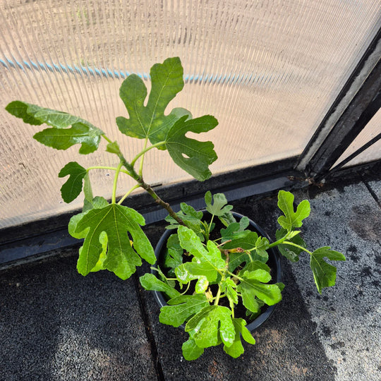 Ficus carica – Jonge Vijgenboom