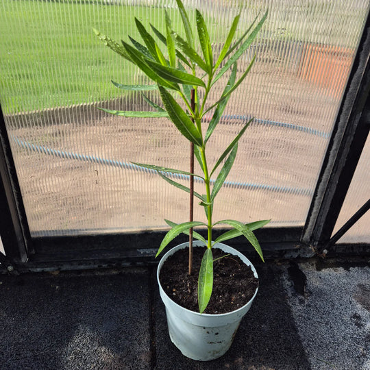 Nerium oleander – Roze Oleander