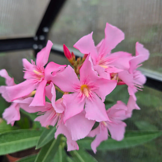 Nerium oleander – Roze Oleander