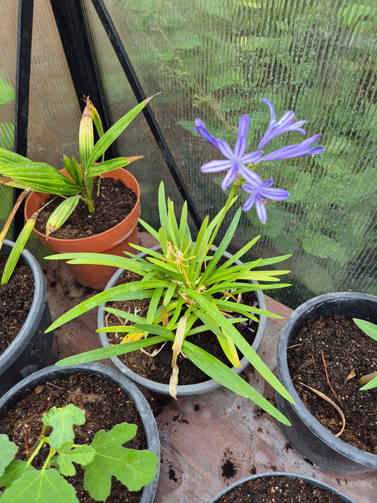 Agapanthus africanus – Blauwe Afrikaanse Lelie