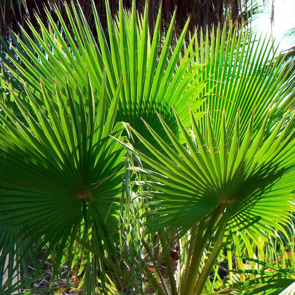 mex. waaierpalm