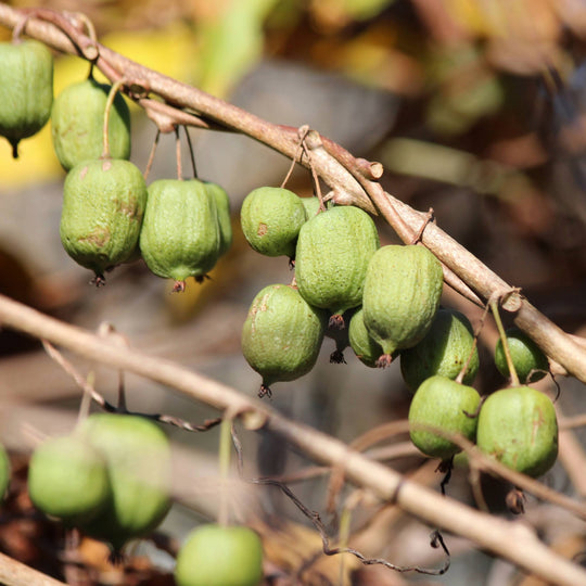 Kiwibes Zaden — Actinidia Arguta